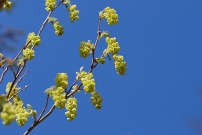 Corylopsis pauciflora - lískovníček chudokvětý - jarní větévky